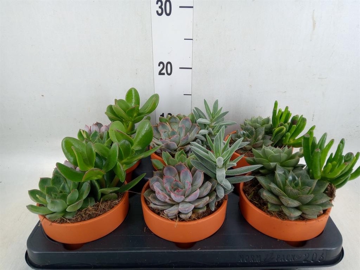 <h4>Succulents   ...mix 3</h4>