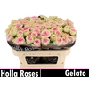 Gelato