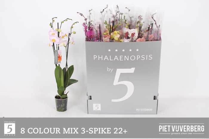 <h4>PHAL GEM 8 KL</h4>