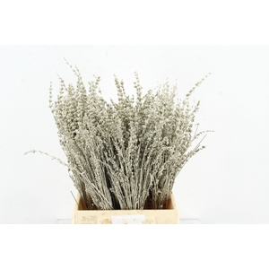 DF Lavender Bs Platimum