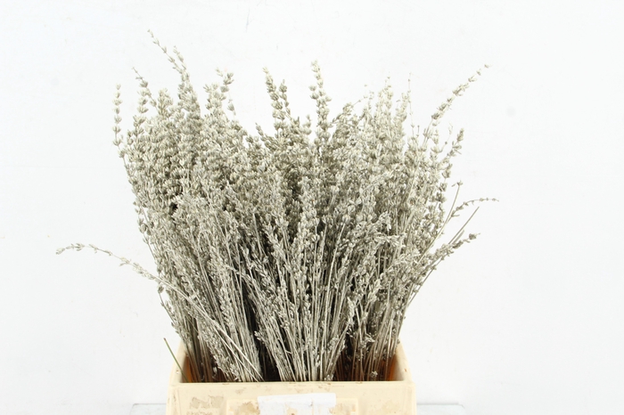 <h4>DF Lavender Bs Platimum</h4>