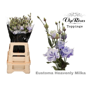 Eus G Alissa Paint Heavenly Milka