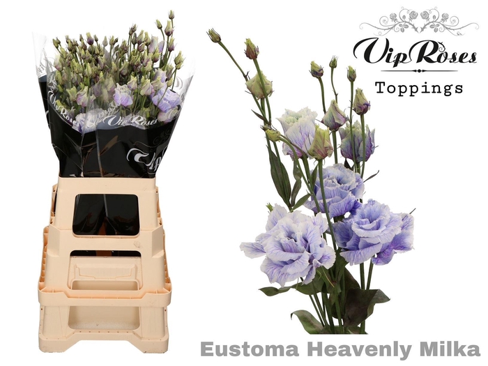 <h4>Eus G Alissa Paint Heavenly Milka</h4>