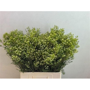 CHAME UN JUPITE MOON