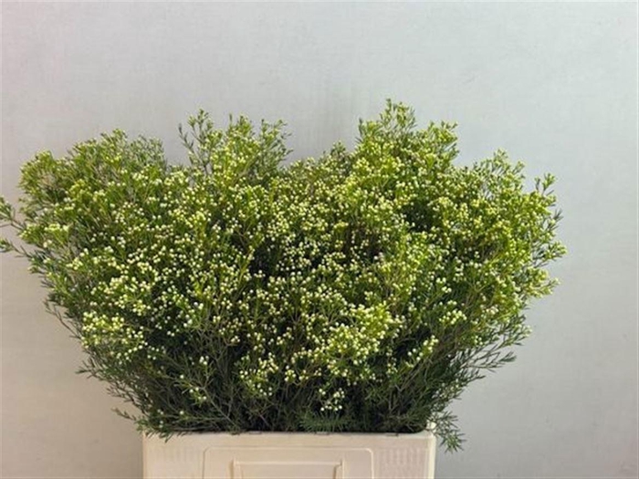 <h4>CHAME UN JUPITE MOON</h4>