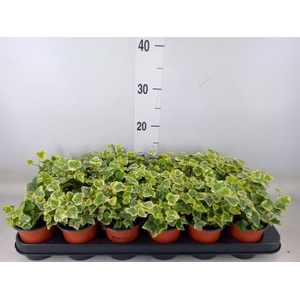 Hedera helix 'White Wonder'