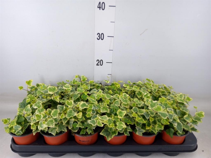 <h4>Hedera helix 'White Wonder'</h4>