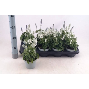 SALVIA FA SF SNO WHI