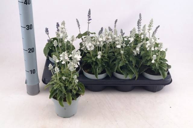 <h4>SALVIA FA SF SNO WHI</h4>