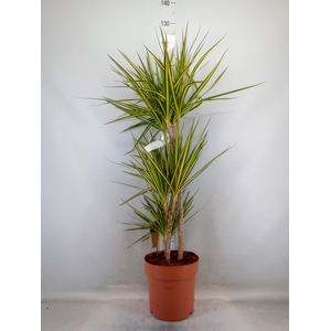 Dracaena marg. 'Sunray'