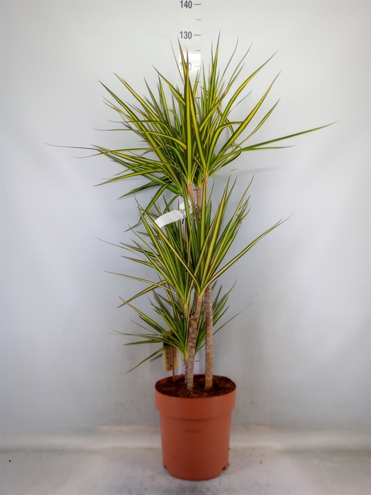 <h4>Dracaena marg. 'Sunray'</h4>