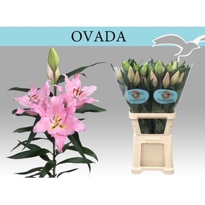 LI OR OVADA