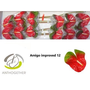 Anth. andr. 'Amigo Improved' x12