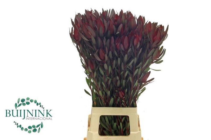 <h4>LEUCAD OVERIG ROOD</h4>