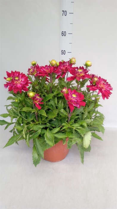 <h4>Dahlia   ...</h4>