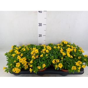 Calibrachoa  'Minifam Yellow'