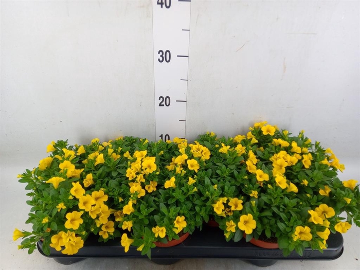 <h4>Calibrachoa  'Minifam Yellow'</h4>