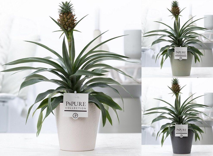 <h4>Ananas Rosita in P&PURE Ruby ceramics ass. 3</h4>