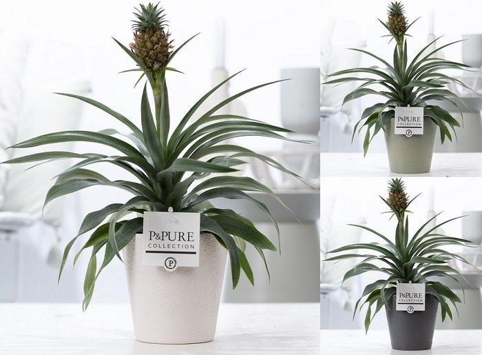 <h4>Ananas Rosita in P&PURE Ruby ceramics ass. 3</h4>