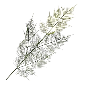 Asparagus Spray Green LV330124GRN