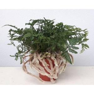 Humata griffithiana var. tyermannii