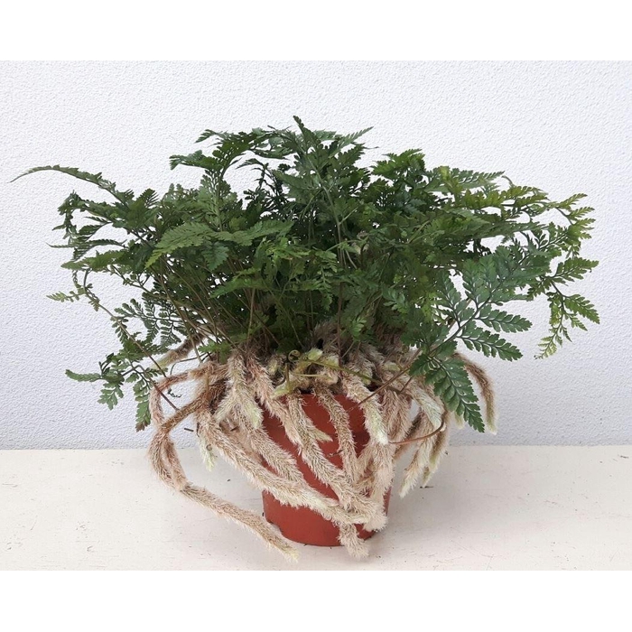 <h4>Humata griffithiana var. tyermannii</h4>