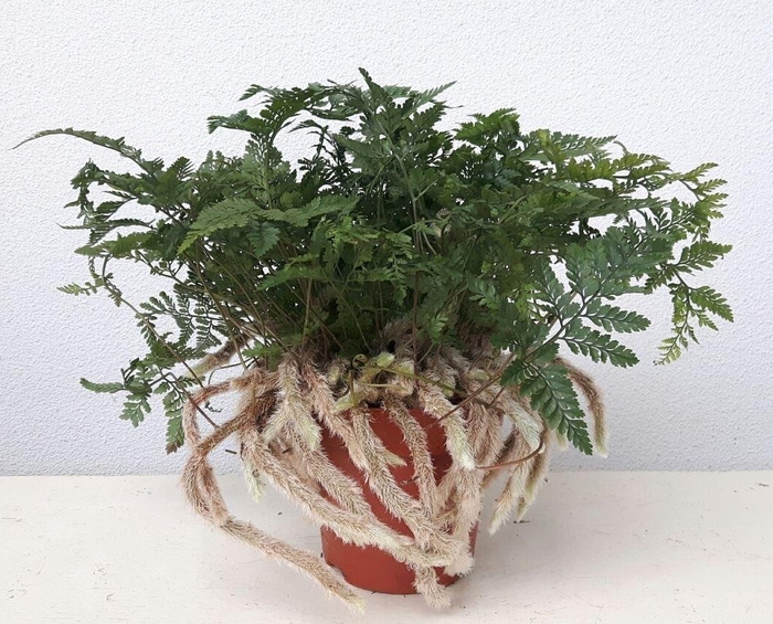 Humata griffithiana var. tyermannii