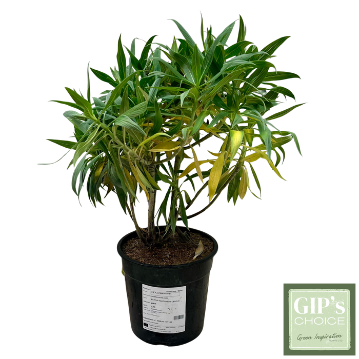 <h4>Echium fastuosum P24</h4>