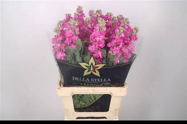 <h4>MATTH IRON ROSE PINK</h4>