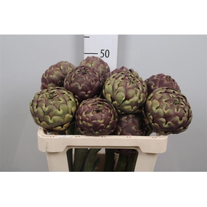 Cynara Sc Purple Rom
