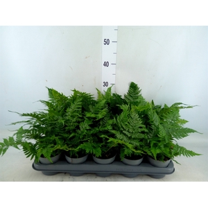 Dryopteris erythrosora