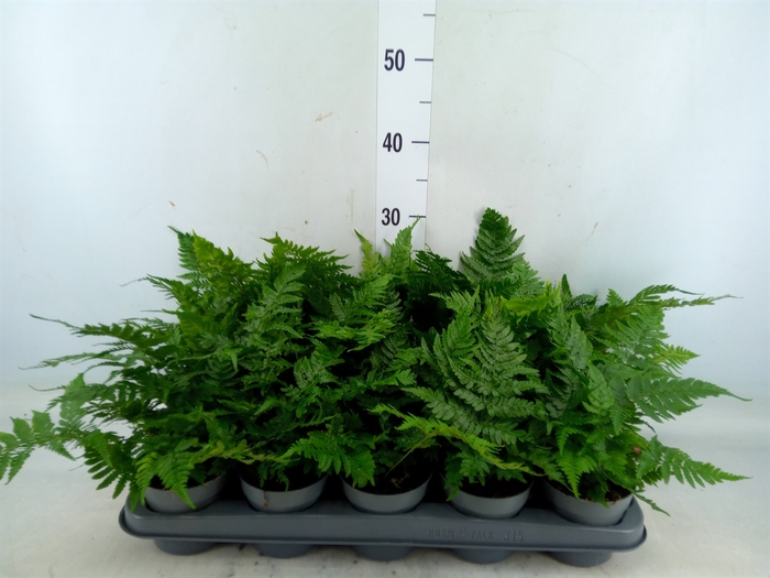 <h4>Dryopteris erythrosora</h4>