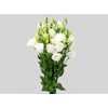 LISIANTHUS BRANCO 070 CM MIN 500 GRAMAS
