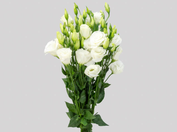 LISIANTHUS BRANCO 070 CM MIN 500 GRAMAS