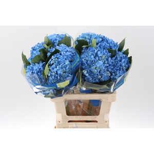 Hydrangea blue premium