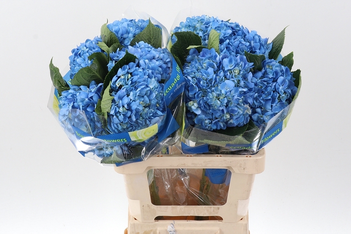 <h4>Hydrangea blue premium</h4>