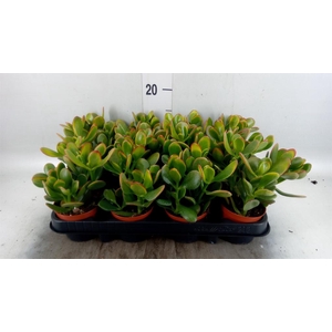 Crassula ovata 'Sunset'