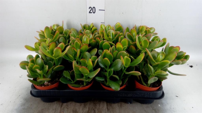 <h4>Crassula ovata 'Sunset'</h4>