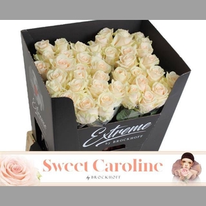 R GR SWEET CAROLINE