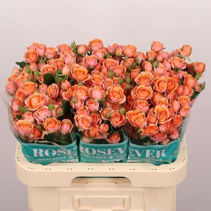 <h4>R TR HAPPY ROSEVER</h4>