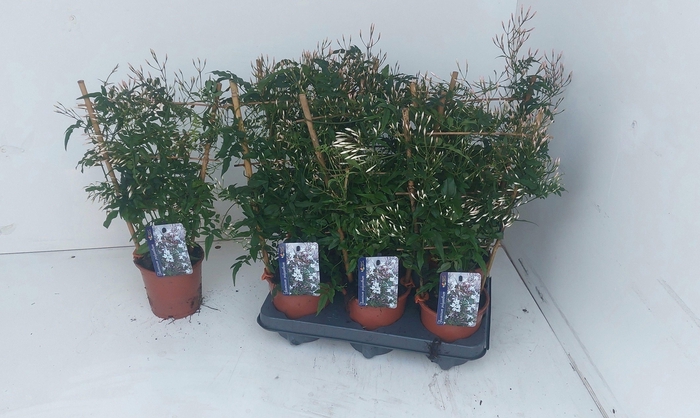 <h4>JASM POLYANTHUM WIT</h4>