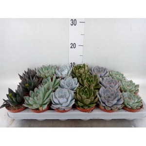 Echeveria   ...mix