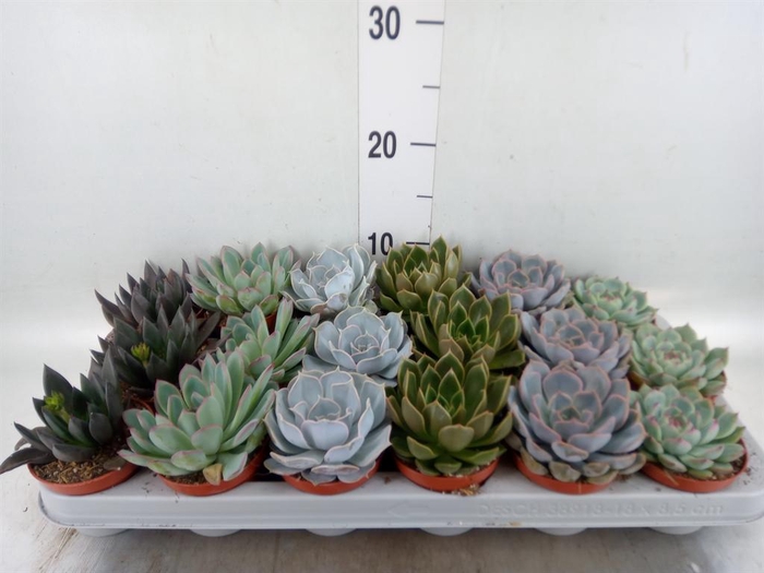 <h4>Echeveria ...mix</h4>