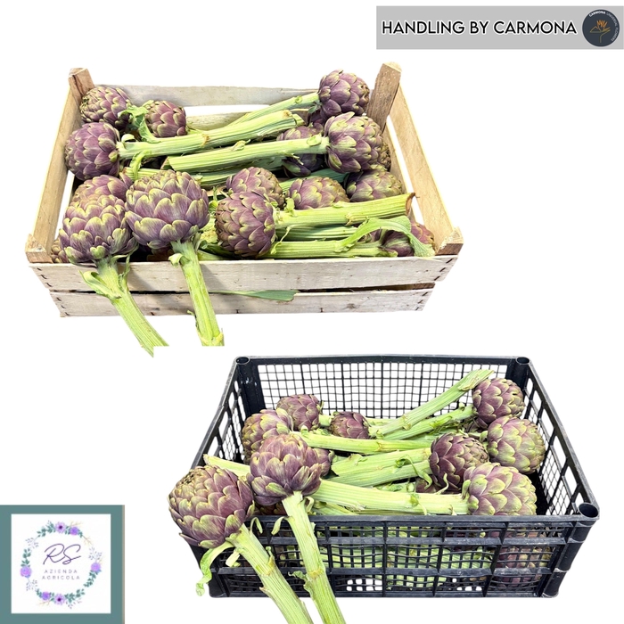 <h4>CYNARA SCOLYMUS</h4>