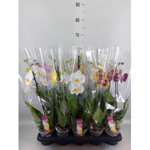 Phalaenopsis   ...mix