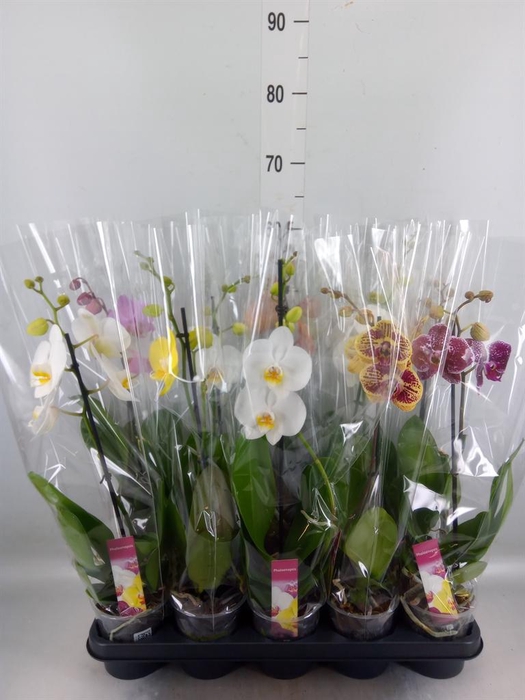 <h4>Phalaenopsis   ...mix</h4>