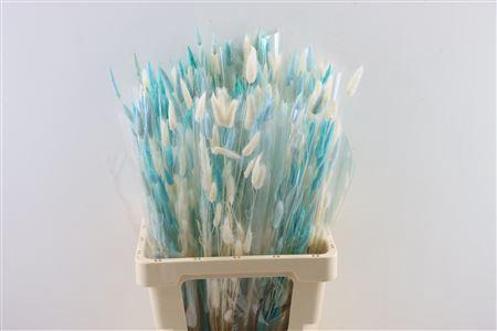 <h4>Dried Lagurus 50gr Spring Blue Mixe</h4>