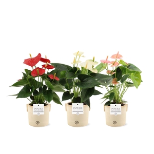 Anthurium 12 cm 3 color mix in Pure Lauren ceramics