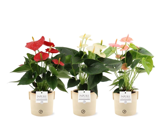 <h4>Anthurium 12 cm 3 color mix in Pure Lauren ceramics</h4>
