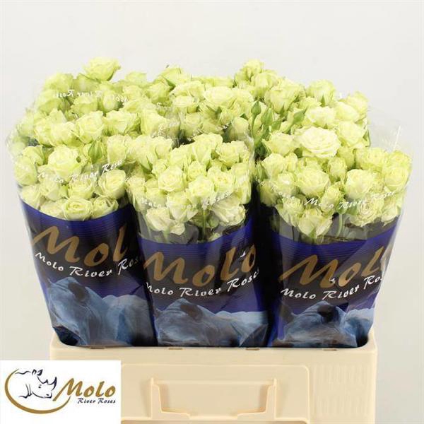 <h4>R Tr Green Glow Molo</h4>